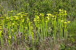 Yellow pitcherplant